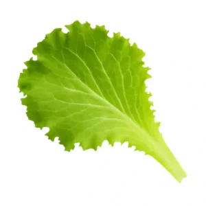 Lettuce
